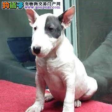 怀孕期间的牛头梗拉稀而且还吐怎么办