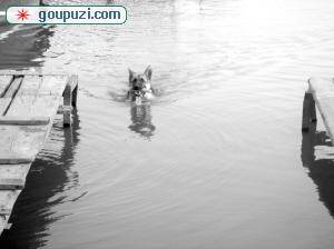 惊奇狼狗每天游泳两千米只为保持体形（图）
