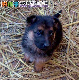 禁止扑人 怎样纠正德国牧羊犬扑人的坏习惯