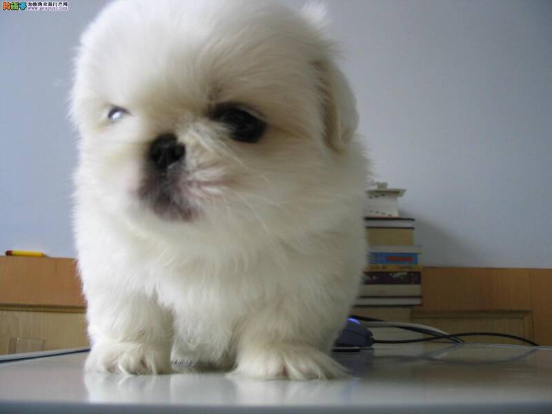 哪些原因会严重影响到京巴狗被毛的质量