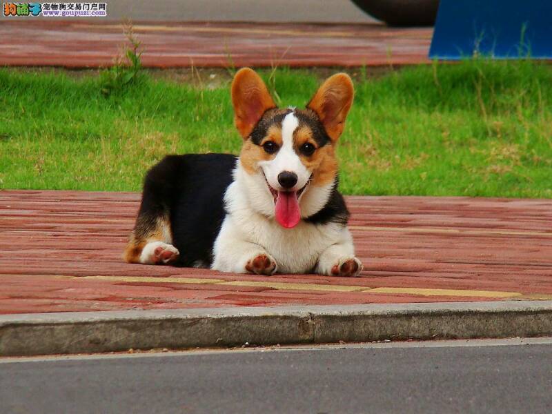 三个月的柯基犬太瘦了应该怎么办