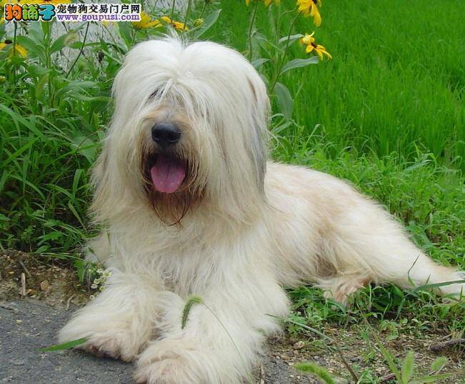 古代牧羊犬精神不振，口吐黄泡沫是怎么了