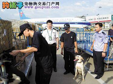 缉毒犬变身“门神”保卫潮汕机场安全