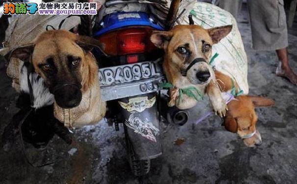 狗贩们虐杀宠物狗进行狗肉交易 导致这里狂犬病蔓延