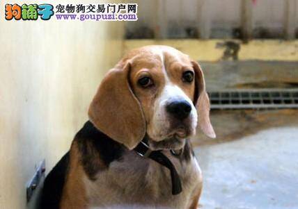 动物收容所的狗狗12天后未被领养，就面临被扑杀的命运