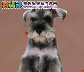 雪纳瑞最近呼吸很快是什么毛病