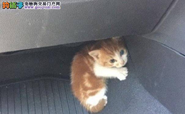 猫咪突然从关闭的警车里消失了 原因你一定猜不到