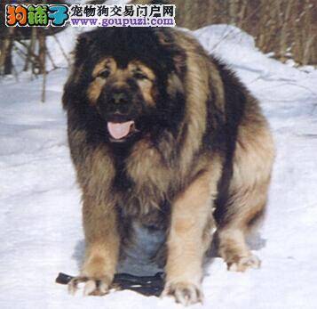 家中常备药品可保健康 高加索犬的常用药有哪些