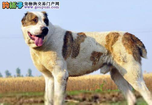 养成良好饮食习惯 训练中亚牧羊犬成为有家教的宠物狗