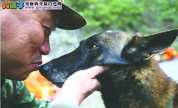 搜救犬到雅安地震灾区寻找每一个生命的气息