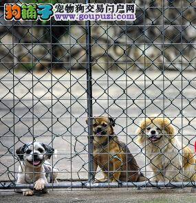 你若喜欢狗狗自来 广州留验所千余只狗等待好心人收养