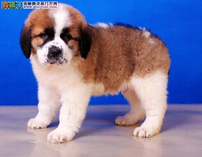 圣伯纳犬得了皮肤病可不可以洗澡