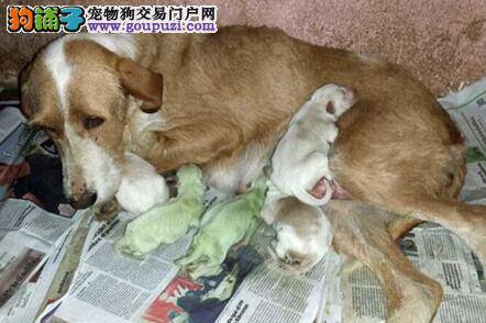 奇闻趣事 西班牙母犬神奇诞下两只绿色狗崽