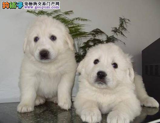 大白熊犬护食行为应该如何认真解决