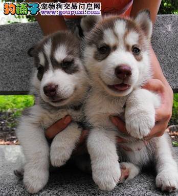 哈士奇的毛发不好适合吃什么牌子的狗粮
