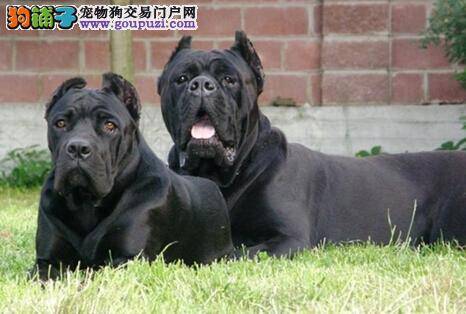 备足夜行装备 提升卡斯罗犬夜间出行的安全系数