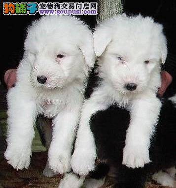 挑选古代牧羊犬最简单的战略分享