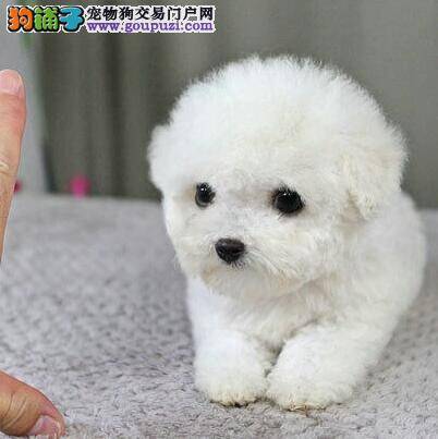 泰迪犬呕吐问题应该如何合理的解决