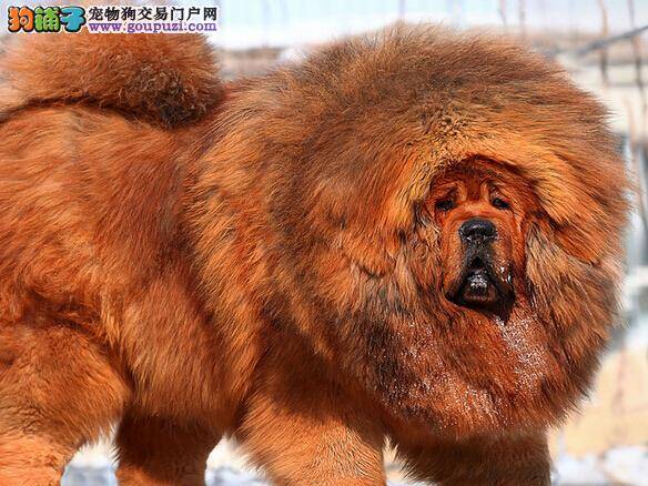 24节气养生秘笈 改善藏獒便秘有何良方