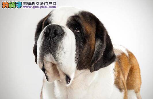 注意挑选技巧 教你掌握购买圣伯纳犬的知识