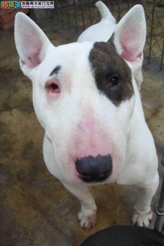 牛头梗患上细小，呕吐拉稀如何治疗才好