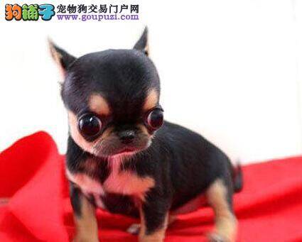 吉娃娃流黄清鼻涕，有点咳嗽应如何医治