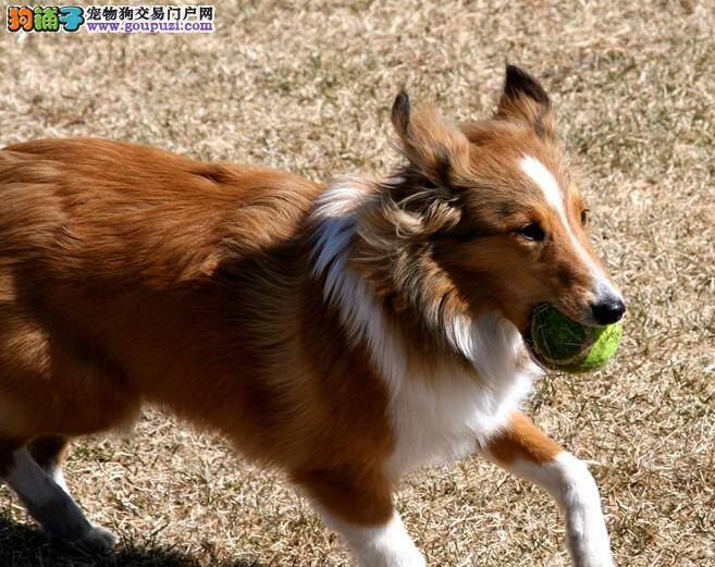 喜乐蒂犬为什么总吐，生病了吗