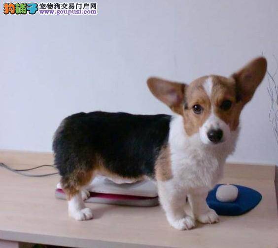 盘点柯基犬训练方法