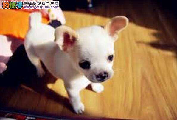 养狗莫犯错 错误喂养吉娃娃危害大