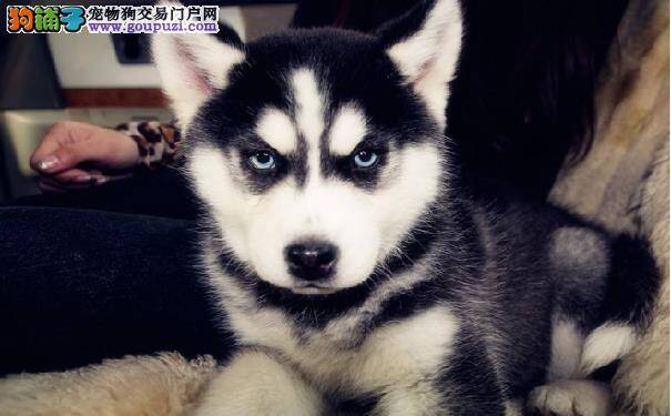 哈士奇多少钱一只 西伯利亚雪橇犬幼犬价格