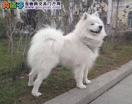 患有抑郁症的萨摩耶会有哪些异常的表现