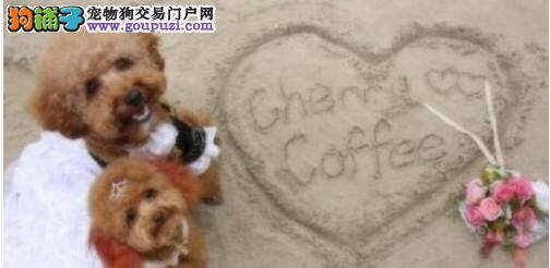 南京一66岁老人带着爱犬环游西藏