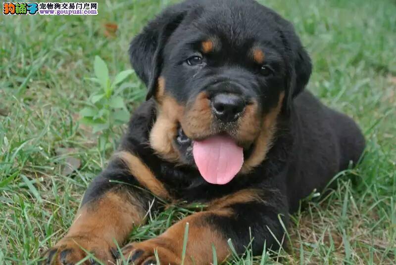 四个月的罗威纳犬吃什么零食磨牙好