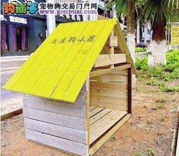 小区莫名出现流浪狗小屋，有人点赞有人忧
