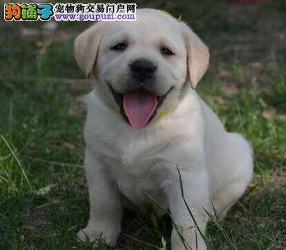 想要拉布拉多犬健康运动必须要做的事情