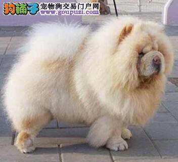 读懂狗狗爱的信号 解释松狮犬发情期的几种表现