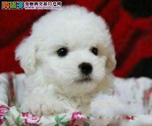 我家比熊犬不怎么吃饭有方法纠正过来吗