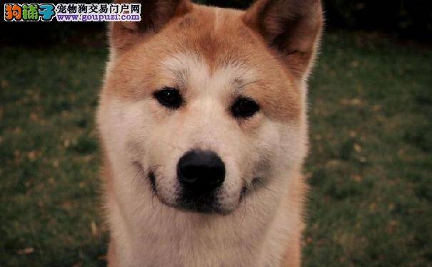 挑选健康秋田犬幼犬及挑选秋田幼犬建议