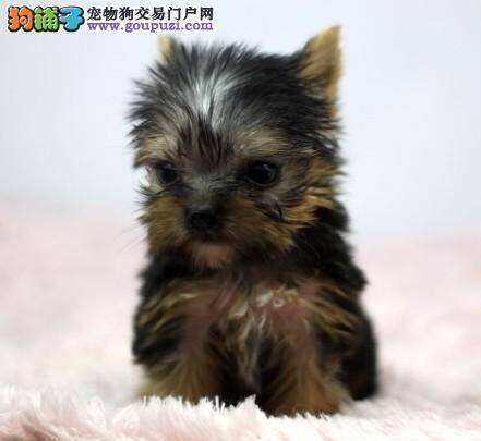 在购买约克夏的时候要明确哪些问题