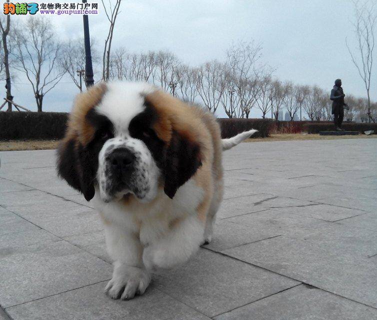 怎样才能买到让自己满意的圣伯纳犬
