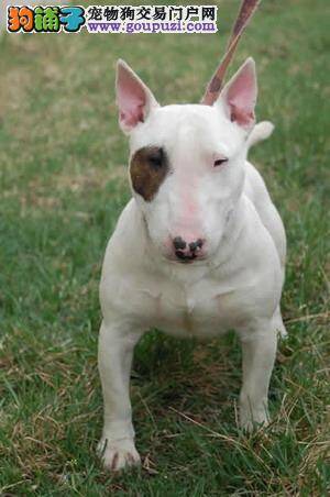 牛头梗低血糖不吃东西我该怎么办呢