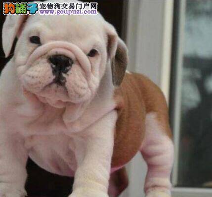 斗牛犬拉稀怎么办 求解答