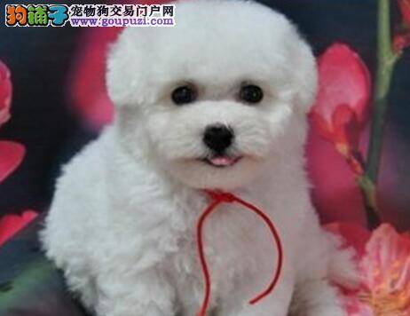 比熊犬健康与否关系日后饲养