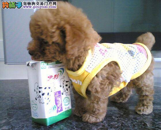 教主人们购买泰迪犬时如何辨认优秀的狗狗