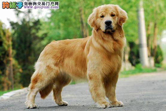 巧喂成年犬 成年的金毛犬如何喂养最正确