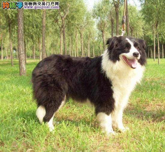 边境牧羊犬体内出现寄生虫会影响它的身体健康