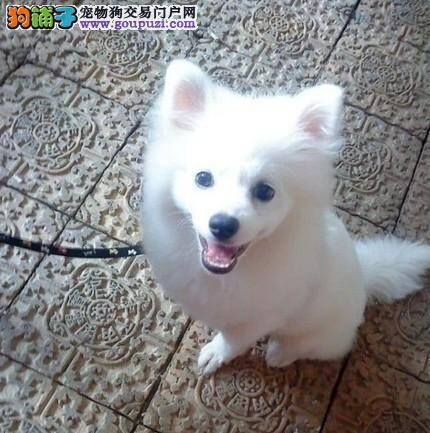 银狐犬幼犬饲养的方法有何锦囊妙计