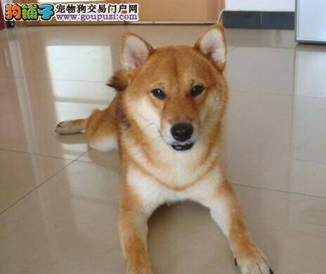 食物调理有原则 主人如何给柴犬选择食物