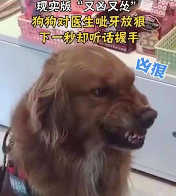 狗狗边呲牙边和医生握手，被网友调侃“凶猛且怂”