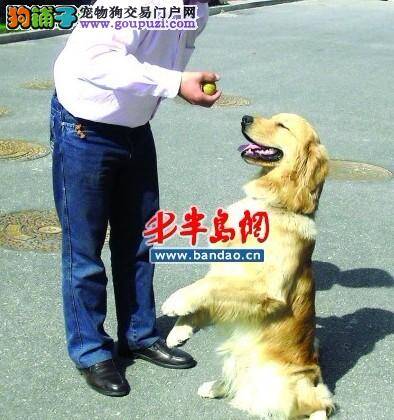 导盲犬从大连来到萧山，开始了它的“职业生涯”